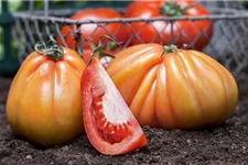 Tomatensamen Inhalt reicht für ca. 12-15 Pflanzen