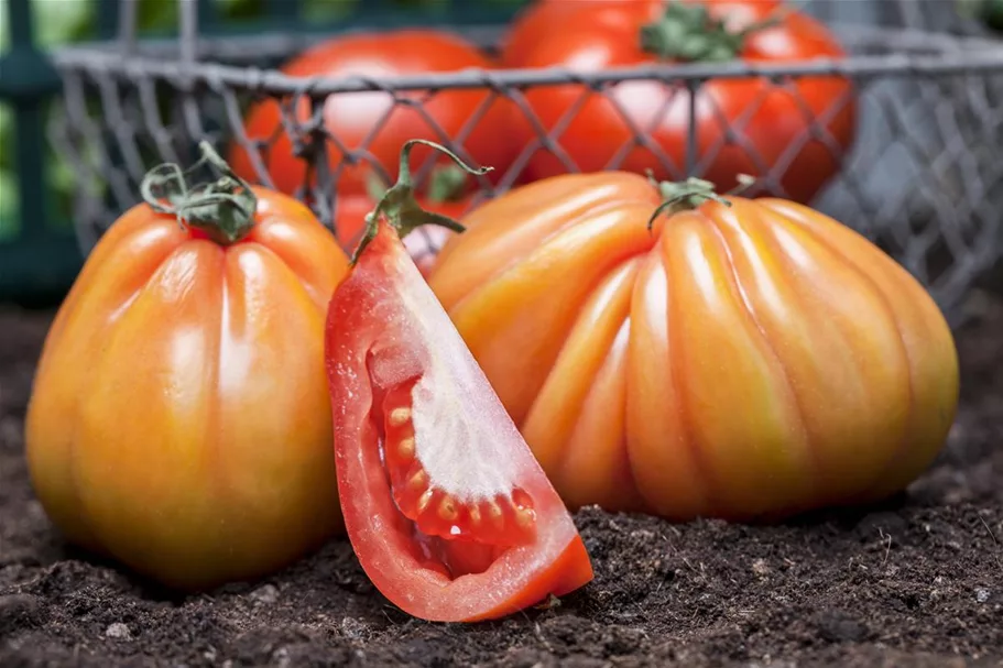 Tomatensamen Inhalt reicht für ca. 12-15 Pflanzen