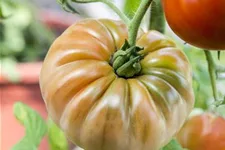 Tomatensamen Inhalt reicht für ca. 12-15 Pflanzen