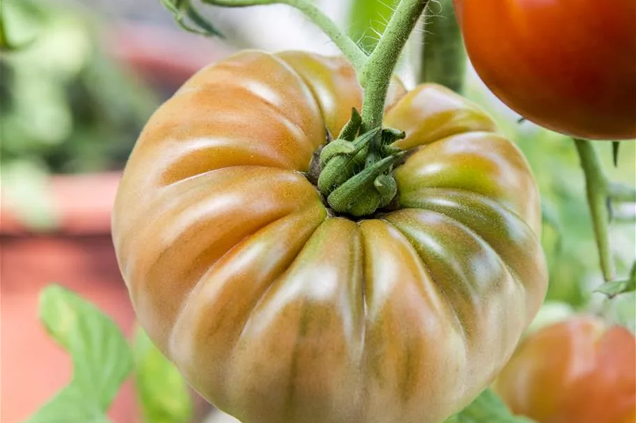 Tomatensamen Inhalt reicht für ca. 12-15 Pflanzen