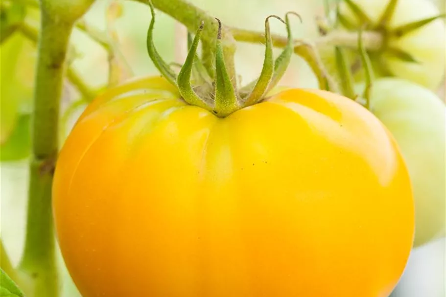 Tomatensamen Inhalt reicht für ca. 10 Pflanzen