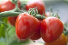 Tomatensamen 'Gardenberry' Inhalt reicht für ca. 8 Pflanzen