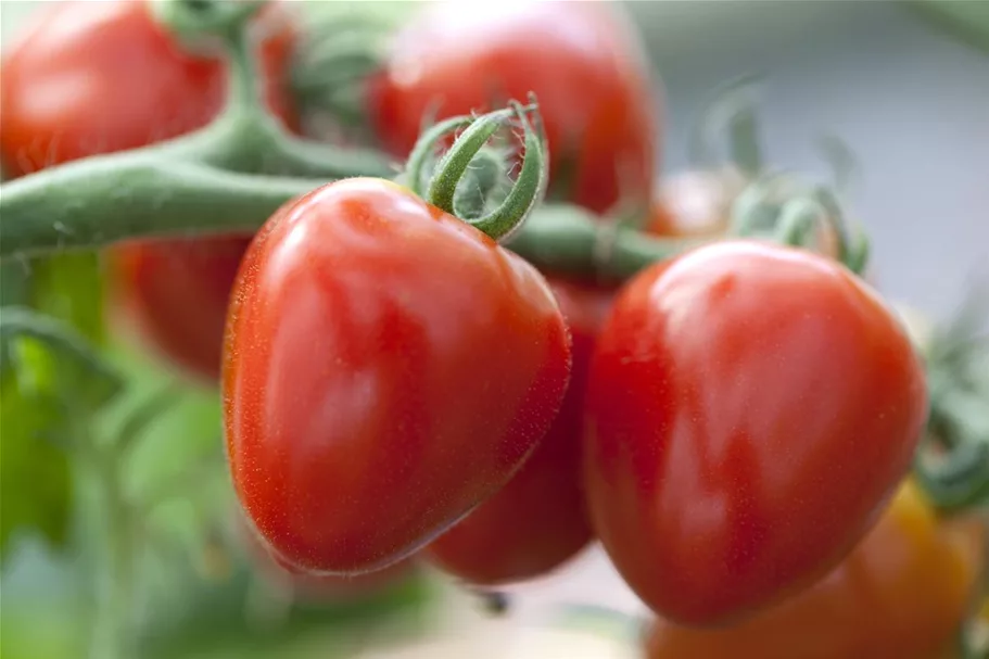 Tomatensamen 'Gardenberry' Inhalt reicht für ca. 8 Pflanzen