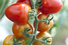 Tomatensamen 'Gardenberry' Inhalt reicht für ca. 8 Pflanzen