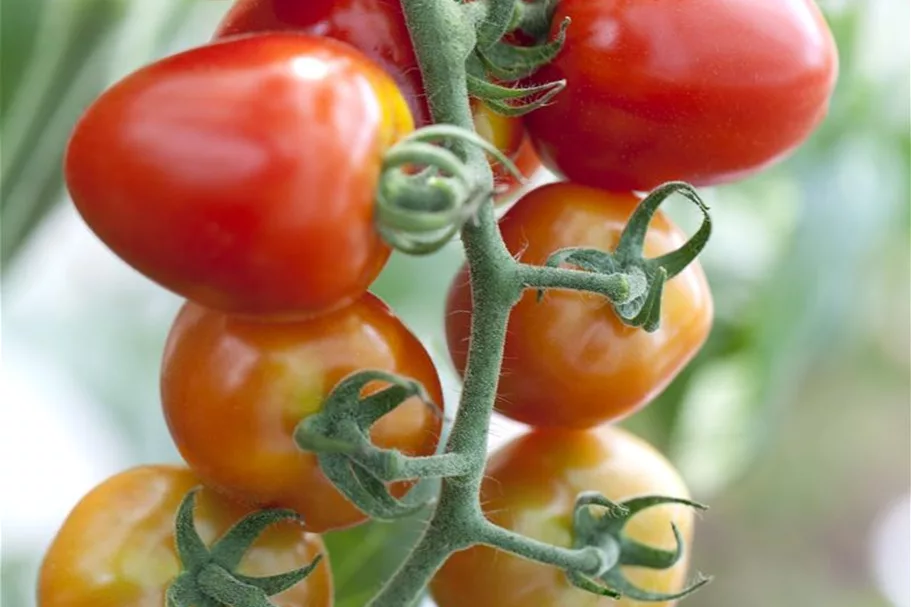 Tomatensamen 'Gardenberry' Inhalt reicht für ca. 8 Pflanzen