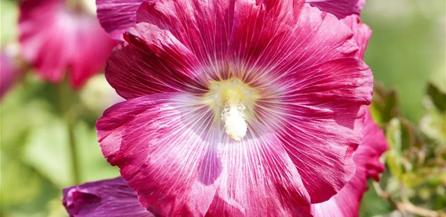 Alcea rosea (GS496896.jpg)