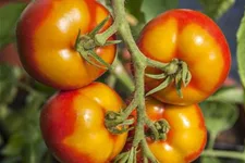 Tomatensamen 'Goldene Königin' Packungsinhalt reicht für ca. 20 Pflanzen