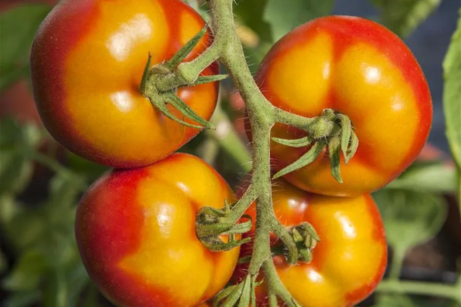 Tomatensamen 'Goldene Königin' Packungsinhalt reicht für ca. 20 Pflanzen