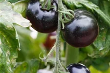 Tomatensamen 'Indigo Rose' Packungsinhalt reicht für ca. 5-8 Pflanzen