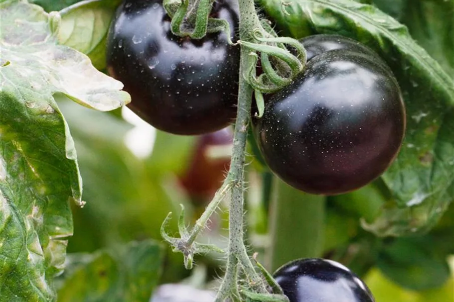 Tomatensamen 'Indigo Rose' Packungsinhalt reicht für ca. 5-8 Pflanzen