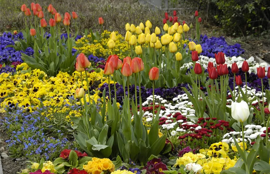 Bunte Blütenmeere mit Frühblühern