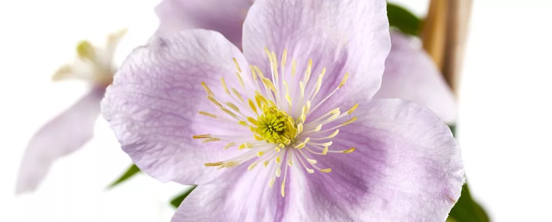 Clematis montana 'Rubens' (GS494494.jpg)