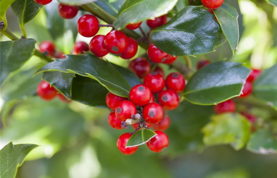 Grüne Weihnachten – festliche Pflanzen im Garten