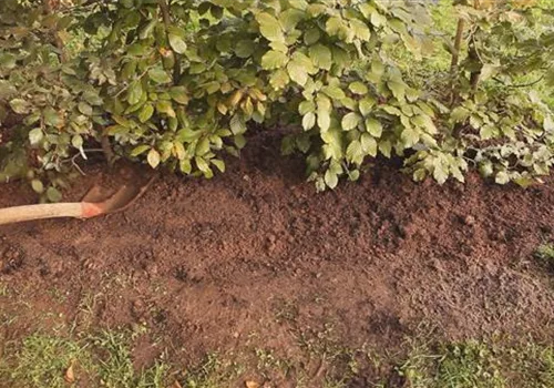 Rotbuchenhecke - Einpflanzen im Garten