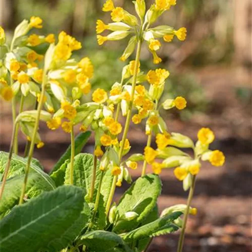 Echte Schlüsselblume - Wiesen Primel