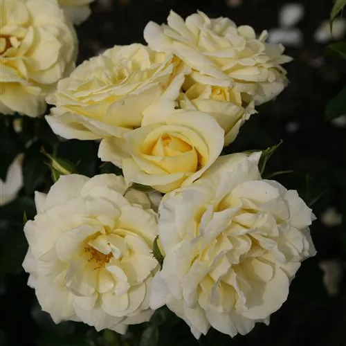 Edelrose 'Limona'® ADR