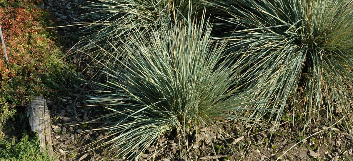 Blaustrahlhafer 'Saphirsprudel' 1 Liter Topf