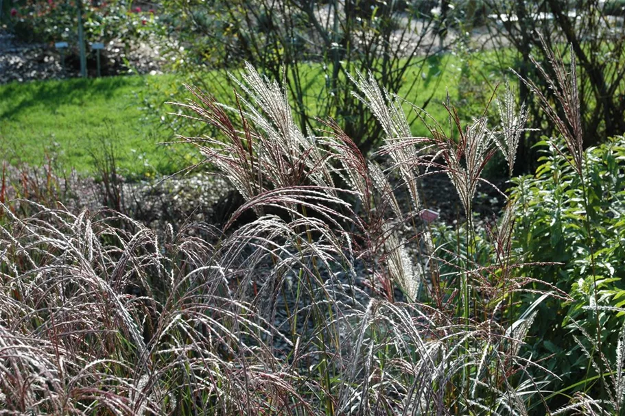 Garten-Chinaschilf 'Ferner Osten' Topfgröße 5 Liter