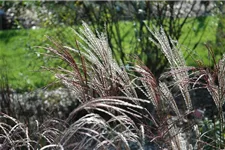 Garten-Chinaschilf 'Ferner Osten' Topfgröße 5 Liter