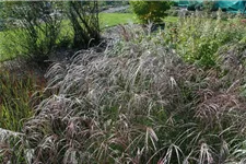 Garten-Chinaschilf 'Ferner Osten' Topfgröße 5 Liter