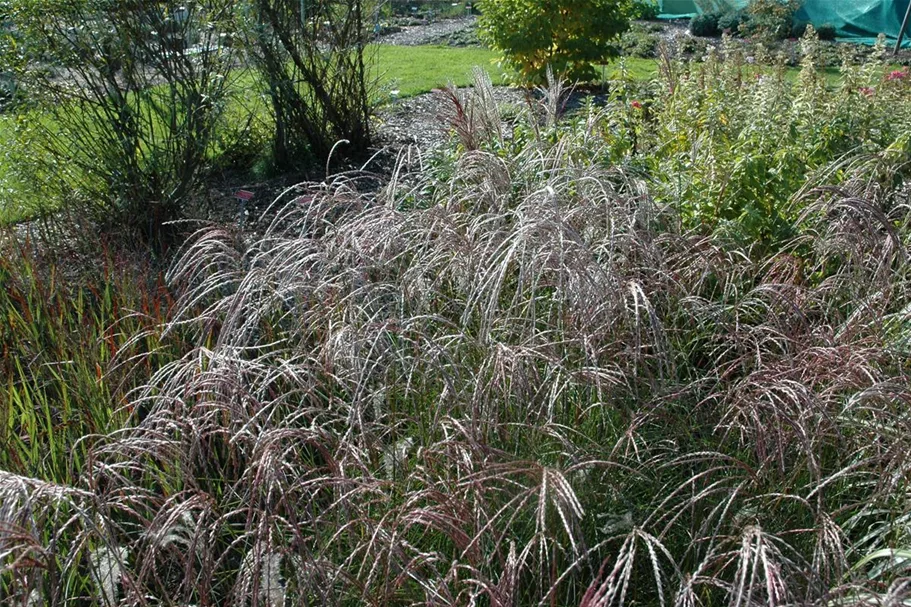 Garten-Chinaschilf 'Ferner Osten' Topfgröße 5 Liter