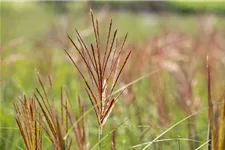 Garten-Chinaschilf 'Ferner Osten' Topfgröße 5 Liter