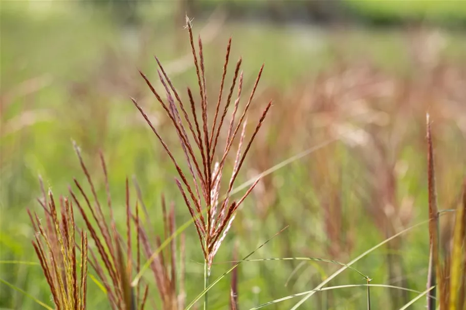 Garten-Chinaschilf 'Ferner Osten' Topfgröße 5 Liter