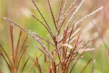 Garten-Chinaschilf 'Ferner Osten' Topfgröße 5 Liter