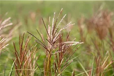 Garten-Chinaschilf 'Ferner Osten' Topfgröße 5 Liter