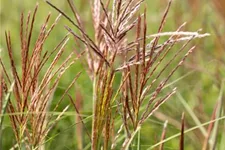 Garten-Chinaschilf 'Ferner Osten' Topfgröße 5 Liter