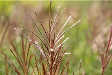 Garten-Chinaschilf 'Ferner Osten' Topfgröße 5 Liter