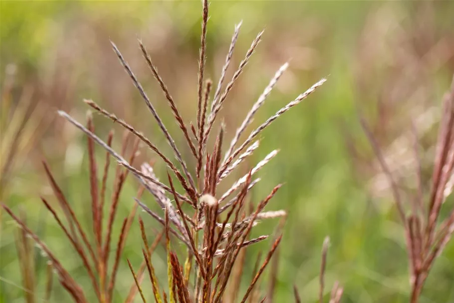 Garten-Chinaschilf 'Ferner Osten' Topfgröße 5 Liter