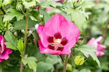 Garteneibisch 'Big Hibiskiss'® Topfgröße 3,4 Liter