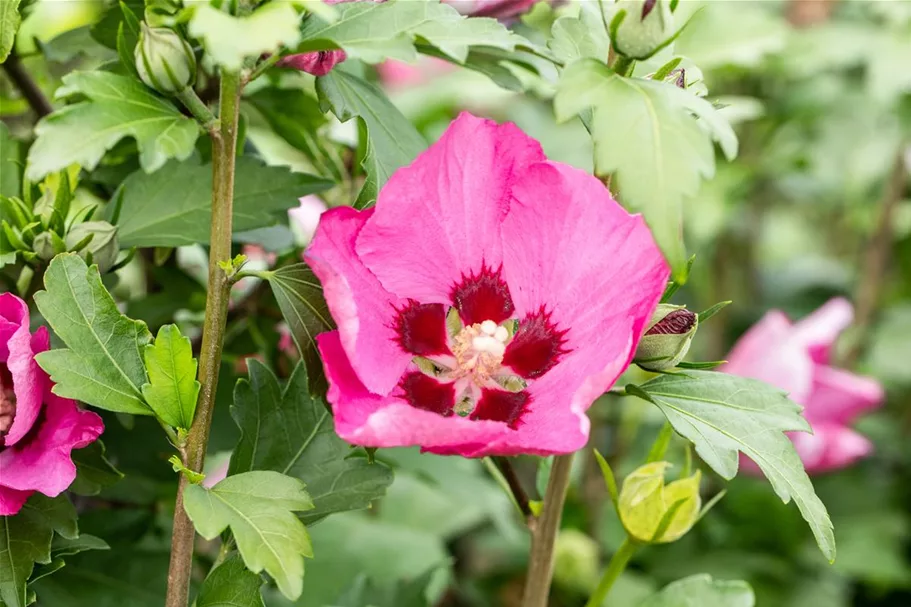 Garteneibisch 'Big Hibiskiss'® Topfgröße 3,4 Liter