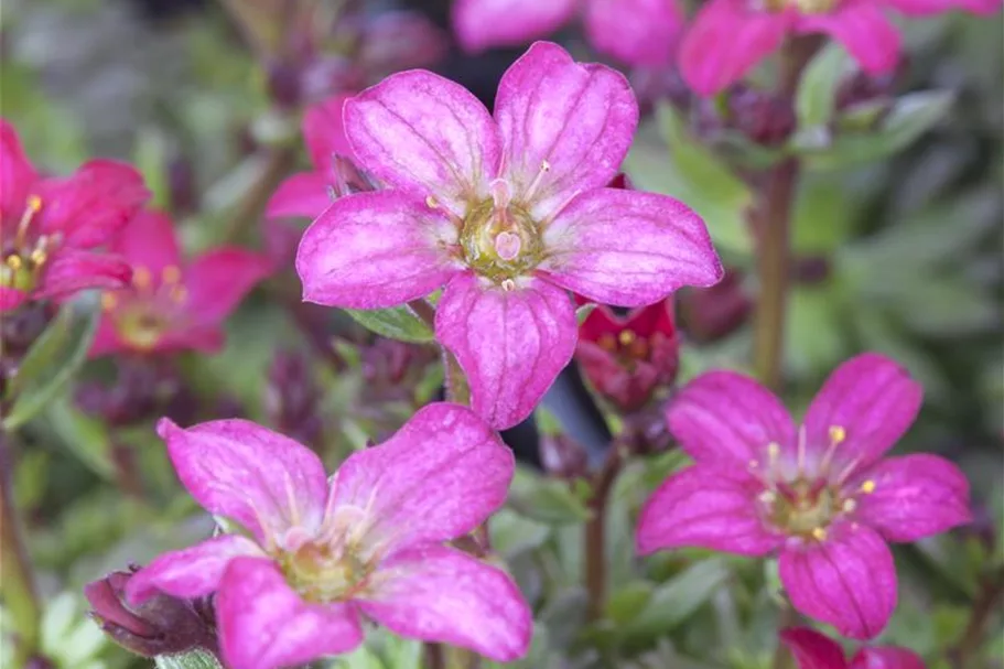 Garten-Moos-Steinbrech 'Peter Pan'