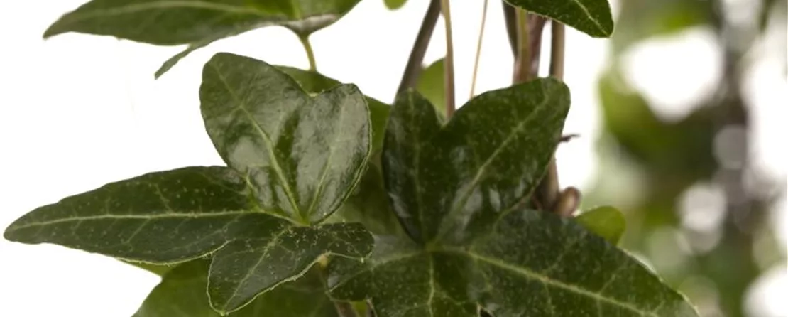 Hedera helix (GS458164.jpg)