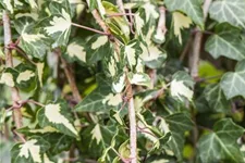 Hedera helix 'Goldheart' Topfgröße 2 Liter, Höhe 40-60cm