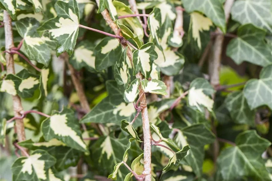 Hedera helix 'Goldheart' Topfgröße 2 Liter, Höhe 40-60cm