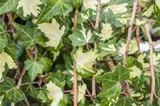 Hedera helix 'Goldheart' Topfgröße 2 Liter, Höhe 40-60cm