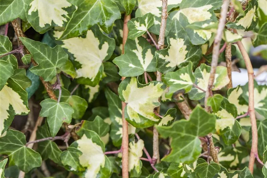 Hedera helix 'Goldheart' Topfgröße 2 Liter, Höhe 40-60cm