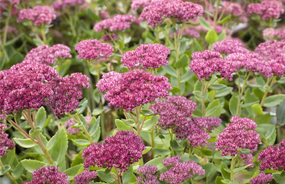 Der Herbst wird bunt - acht schöne Herbstblumen 