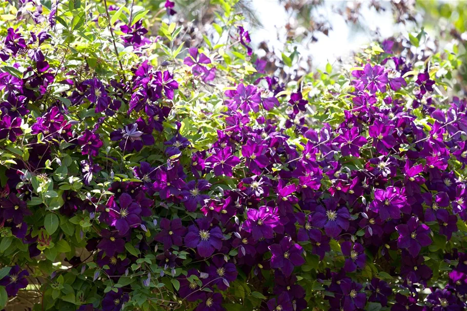 Clematis viticella 'Etoile Violette' Topfgröße 2 Liter, Höhe 60-100cm