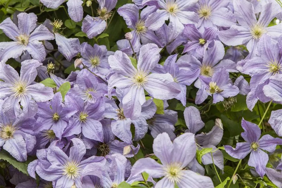 Clematis viticella Topfgröße 2 Liter, Höhe 60-100cm