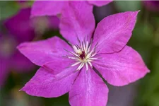 Clematis viticella Topfgröße 2 Liter, Höhe 60-100cm