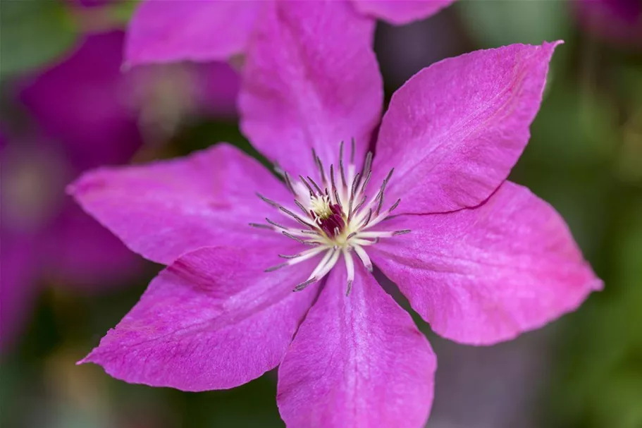 Clematis viticella Topfgröße 2 Liter, Höhe 60-100cm