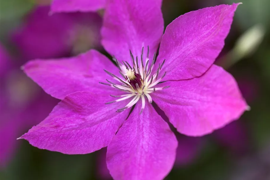 Clematis viticella Topfgröße 2 Liter, Höhe 60-100cm