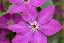 Clematis viticella Topfgröße 2 Liter, Höhe 60-100cm