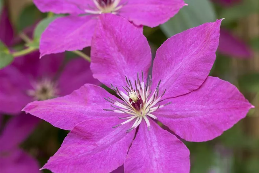 Clematis viticella Topfgröße 2 Liter, Höhe 60-100cm