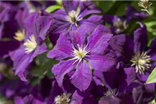 Clematis viticella Topfgröße 2 Liter, Höhe 60-100cm