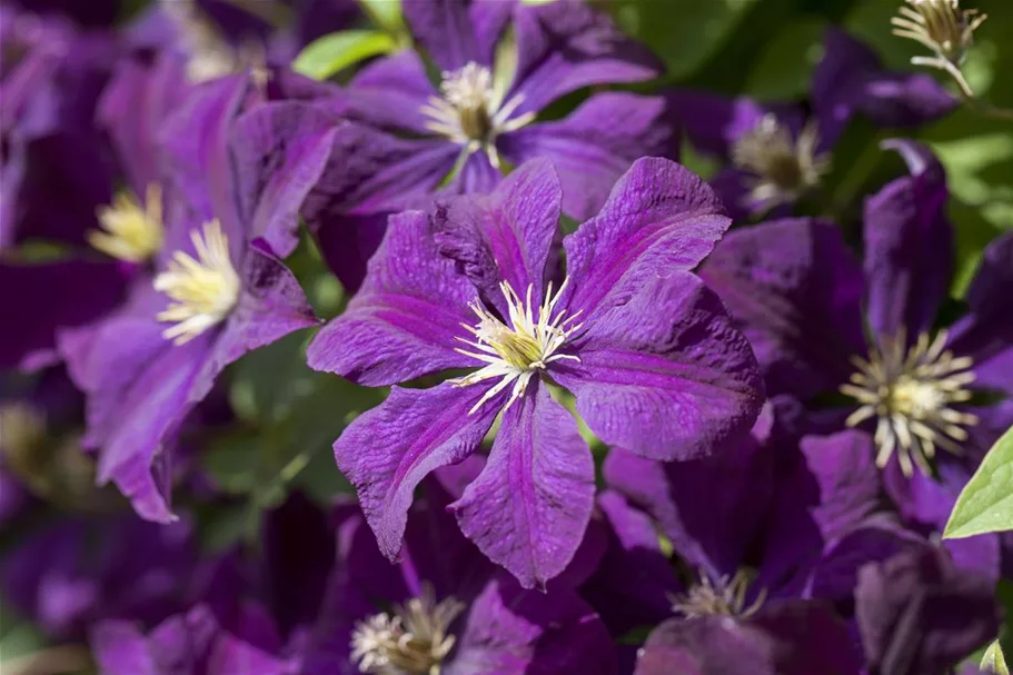 Clematis viticella Topfgröße 2 Liter, Höhe 60-100cm